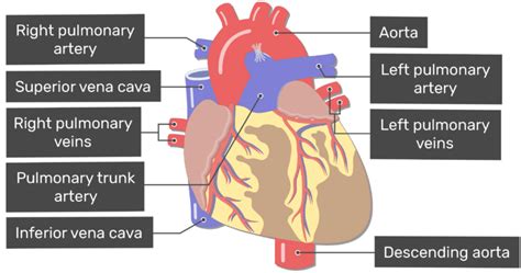 Anatomy of the human body. Major Blood Vessels of the Heart