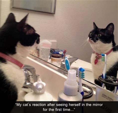 Funny Cat Looks In The Mirror Dump A Day