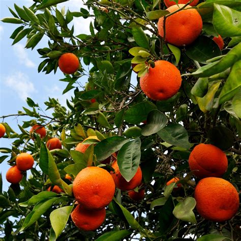Minneola Tangelo Trees For Sale