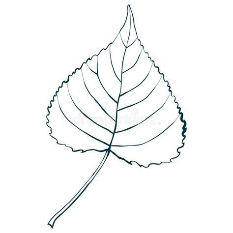 Aspen Leaf Silhouette Isolated On White Background Stock Vector