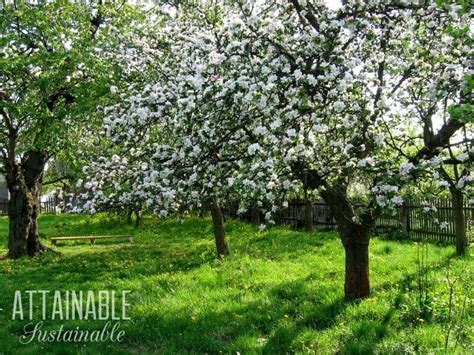 Urban Fruit Choosing Trees For Edible Landscaping