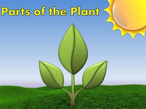 Plants Powerpoint