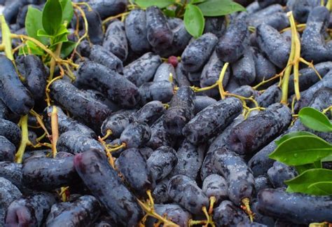 Black Sapphire Grapes Growing Guide Variety Info