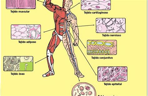 Tejido Muscular Y Nervioso Biology Quizizz
