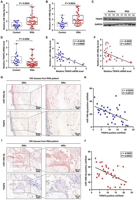 extracellular vesicles derived from m1 macrophages deliver mir 146a 5p and mir 146b 5p to