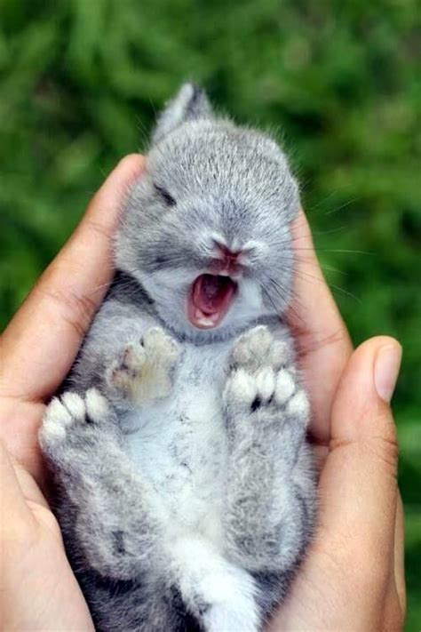 40 Adorable Pictures Of Baby Animals Just Born