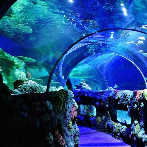 Sea Life Charlotte Concord Aquarium 2021 All You Need To Know Before