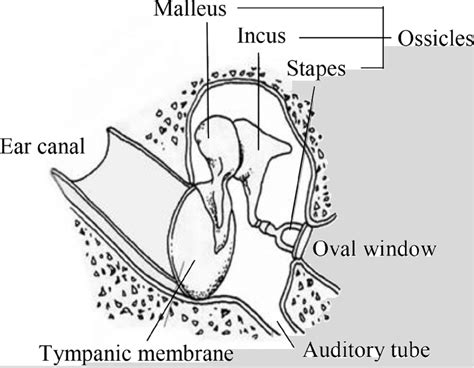 Middle Ear Structure Download Scientific Diagram