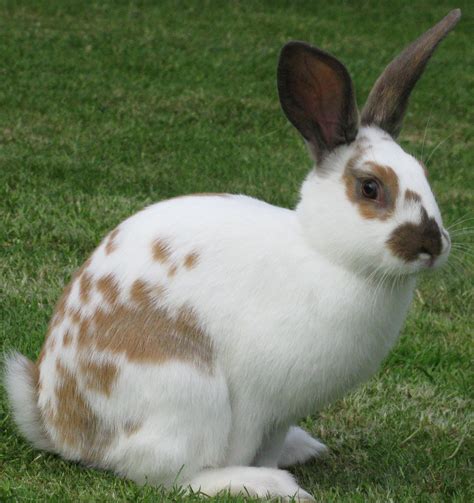 English Spot Rabbit Lunawsome