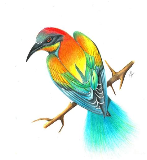 Bird Of Paradise Drawing Drawing by Natasha Lovell - Fine Art America