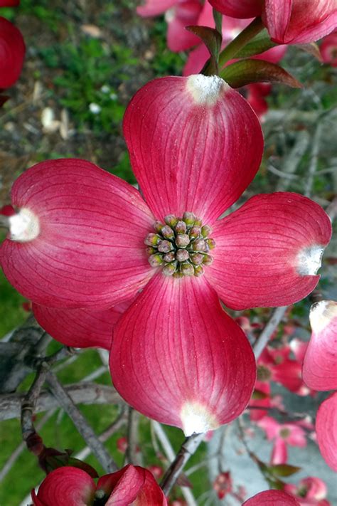 Red Flowering Dogwood Tree For Sale Dogwood Trees Outdoor Plants The