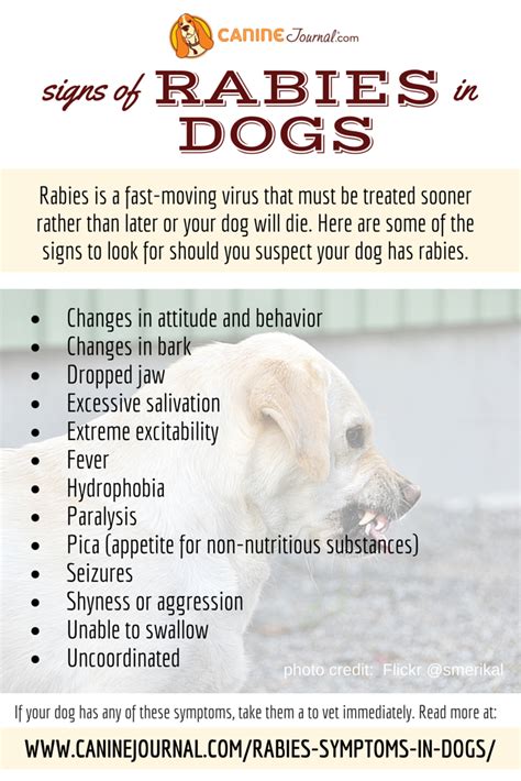 What are the symptoms in children with severe malaria? The Signs Of Rabies In Dogs | Dog Infographics | Pinterest ...
