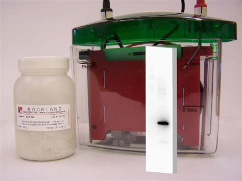 Bovine Serum Albumin - Fraction V (BSA-10) | Rockland