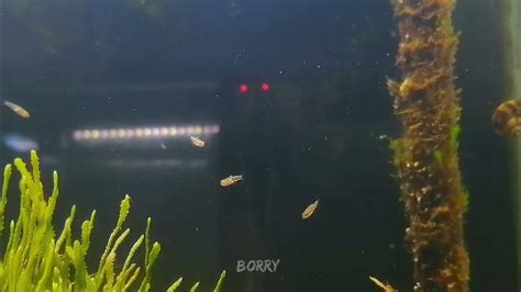 Pandaka Pygmaeathe Smallest Fish In The World In Saltwater Tank