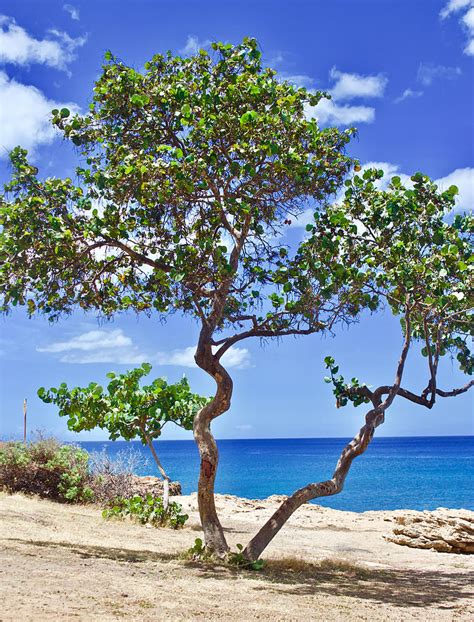 Tree In Paradise Photograph By Kaila Proulx