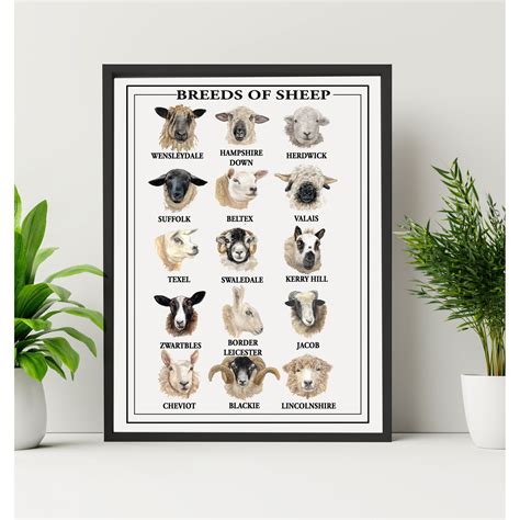 Breeds Of Sheep Poster Print Unframed British Farming Etsy