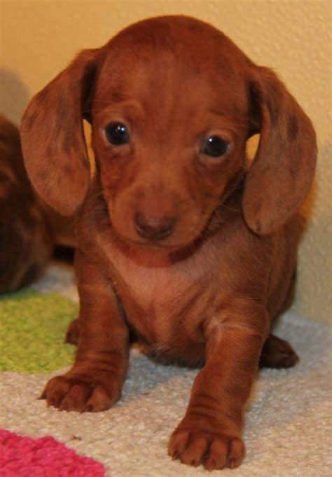 Our puppies are dewormed every 2 weeks and are current on their vaccinations at time of purchase. 63+ Wire Haired Dachshund Puppies For Sale Near Me ...