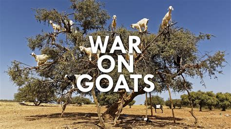 The War On Goats Youtube