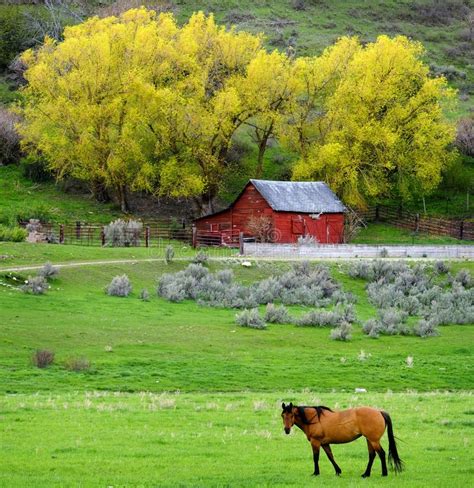 Horse In Green Country Meadow With Red Barn Stock Photo Image Of
