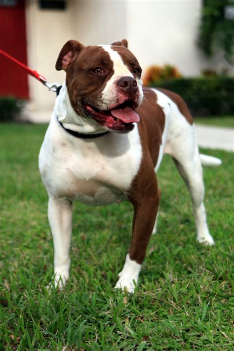Indiana bulldog rescue (ibr) is a 501(c)3 nonprofit organization dedicated to improving the lives and welfare of english, olde english and french bulldogs through rescue. American Bulldog Rescue - 501C3 Not-for-Profit Dog Rescue ...
