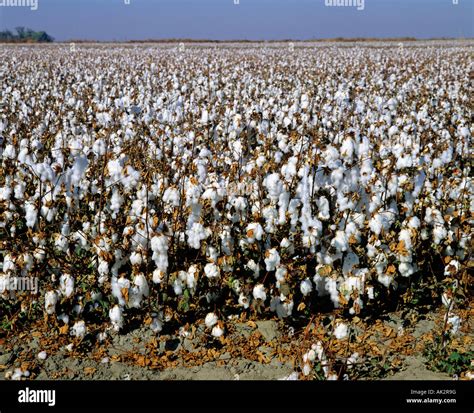Cotton Field Stock Photo Alamy