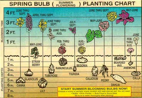 Chart Showing The Proper Planting Depth And Blooming Time Of Different