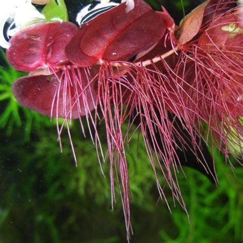 Floating Aquarium Plants 10 Best Floating Plants For Fish Tanks Review