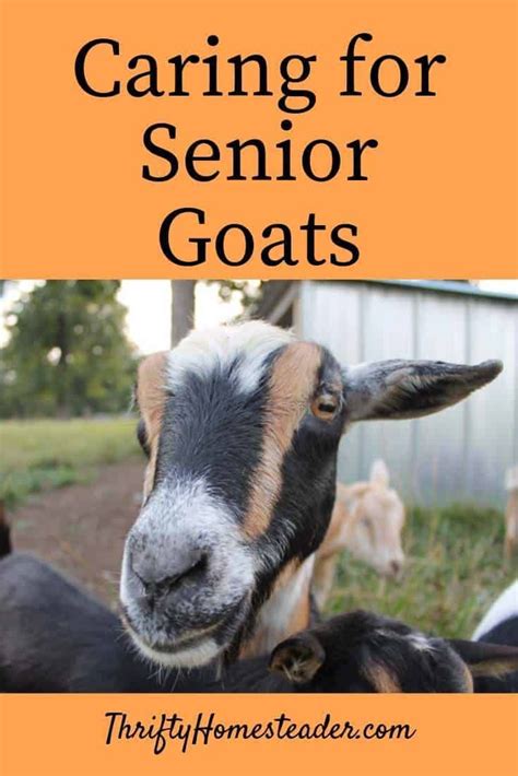 Caring For Senior Goats Goats Goat Care Senior Horse Feed