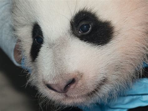 Panda Cub Bao Bao To Make Debut In Washington Zoo On Jan 18 Today