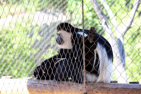 Congested roads, crime, and budget issues. Colorado Springs: Cheyenne Mountain Zoo - Black-and-White ...