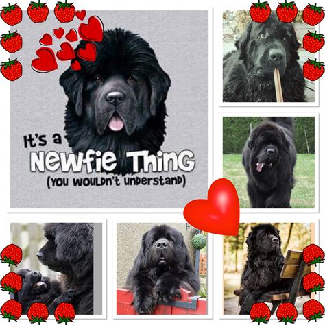 Pin By Luis Rodriguez On Crazy About Newfoundlanders Newfoundland Dog