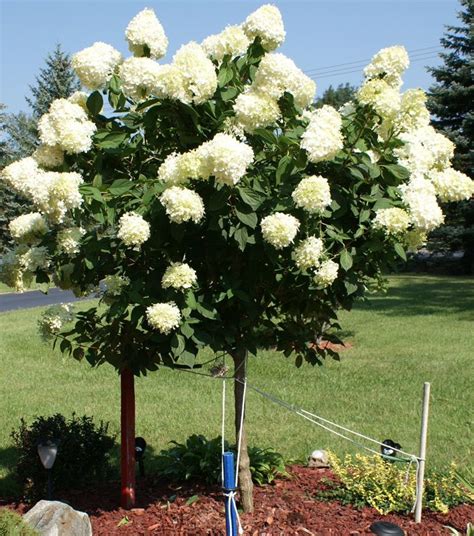 How To Grow And Care For Hydrangea Trees 4 In 2020 Hydrangea Tree