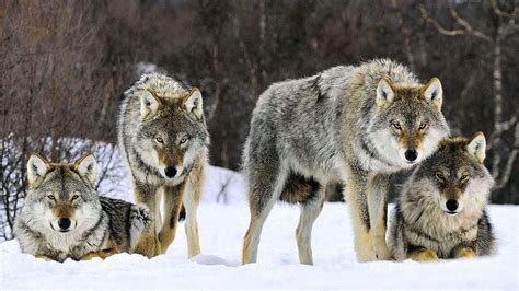 Wolf Pack Wallpapers Wolf Background Images