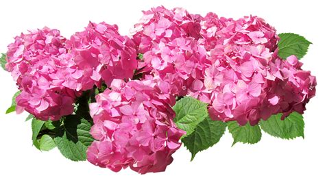 There are also colour combinations such as green and red, purple and green and flowers with different coloured margins. Free photo Hydrangea Garden Plant Pink Nature Flowers ...