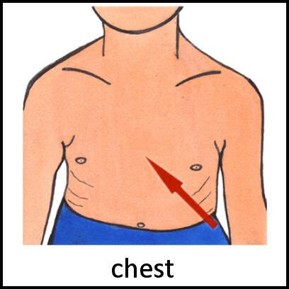 A part of the body between the stomach and the neck, containing the heart and lungs example: Chest PECS Card