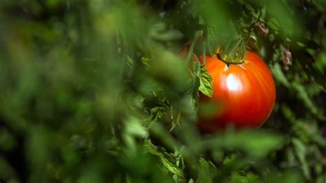 Central Valley counties declare emergency to battle beet curly top virus