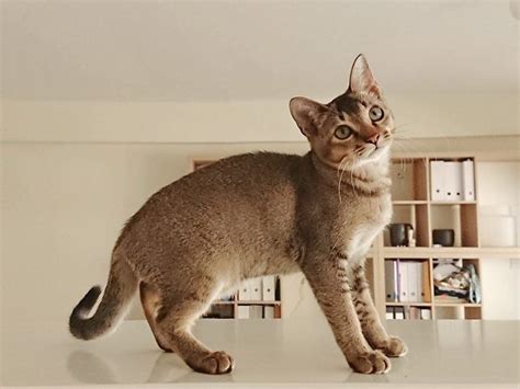 20 Cat Breeds With Big Ears With Pictures Excited Cats