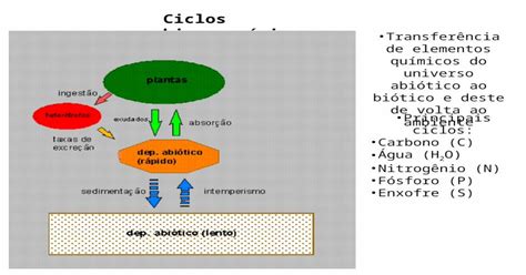 Ciclos Biogeoquímicos Transferência De Elementos Químicos Do Universo