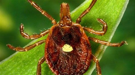 Alpha Gal Syndrome Meat Allergy Linked To Tick Bites Rising Cdc Says