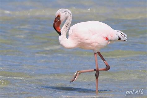 Lesser Flamingo Wildlife Den South African And Australian Wildlife
