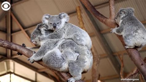 Web Extra Koala Mom Carries Three Babies Youtube