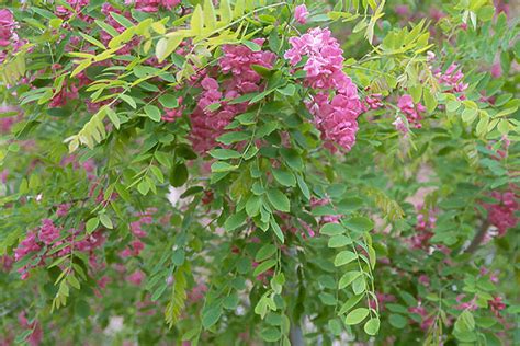 What this taxon's cultivar name seems to be a mystery. Locust Purple Robe (Robinia pseudocacia 'Purple Robe')