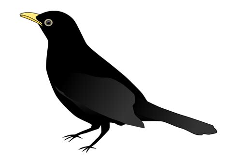 Free Robin Bird Png Download Free Robin Bird Png Png Images Free