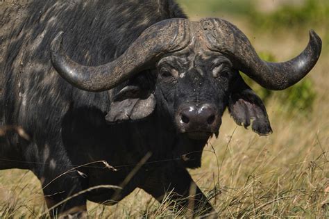 Cape Buffalo One Of The Most Dangerous Animals For Humans In Africa