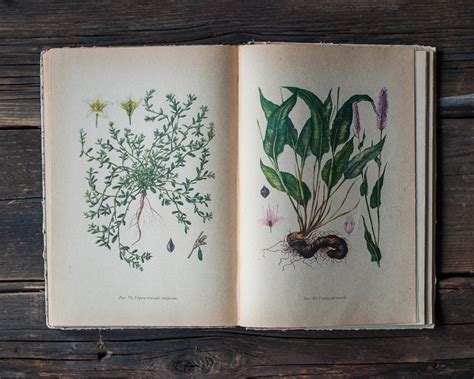 Vintage Illustrated Botanical Book Vintage Plant Etsy