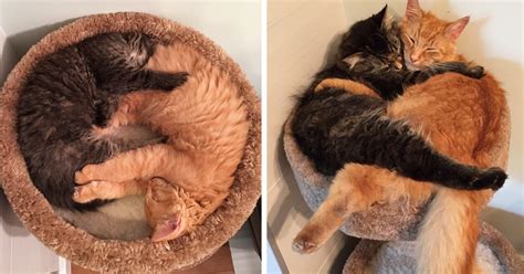 Estos Gatos Inseparables Siguen Durmiendo Juntos A Pesar De Ser Ya M S