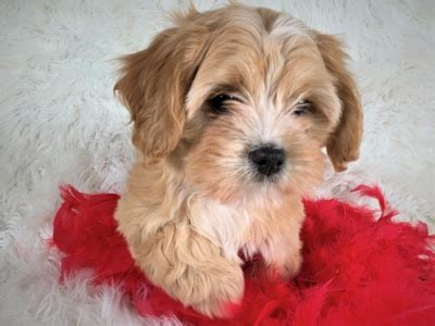 If you're searching puppies for sale near me, then you're likely seeking a companion who will love you unconditionally. Buy A Puppy Near Me | Puppies For Sale in Rochester NY ...