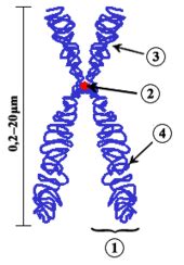 Chromosom 7 (Mensch)