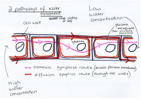 R2101 Going Up The Pathway Of Water Uptake In The Plant