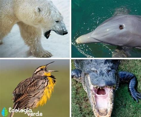14 ejemplos de animales que respiran por la piel. +105 ANIMALES que RESPIRAN por PULMONES | Animales ...